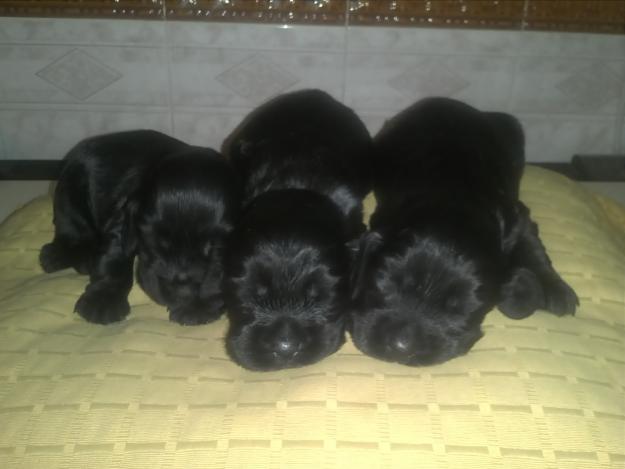 cachorros cockers puros pedigree LOE