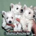 CACHORROS DE WESTY, EXCELENTES 530 EUROS