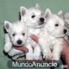 CACHORROS DE WESTY, EXCELENTES 530 EUROS - mejor precio | unprecio.es