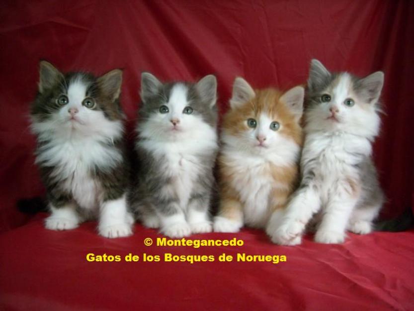 Gatitos bosque de noruega - garantia y pedigree