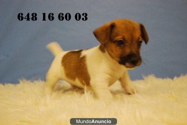 jack russell terrier, machos y hembras con dos meses, con dos meses