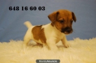 jack russell terrier, machos y hembras con dos meses, con dos meses - mejor precio | unprecio.es