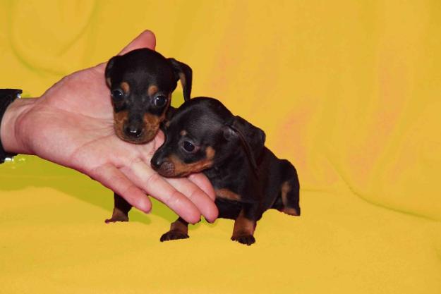 Pinscher Toy Malaga