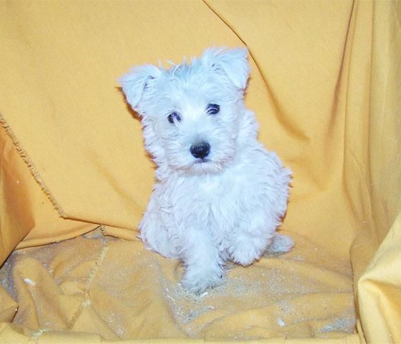 PRECIOSA CAMADA DE WEST HIGHLAND TERRIER