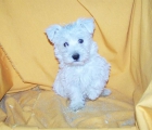 PRECIOSA CAMADA DE WEST HIGHLAND TERRIER - mejor precio | unprecio.es