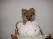 PRECIOSA HEMBRA DE POMERANIA  410 € CON PEDIGREE