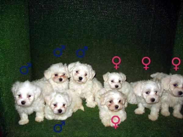 Preciosos cachorros de  BICHON MALTES A 280 EUROS :)