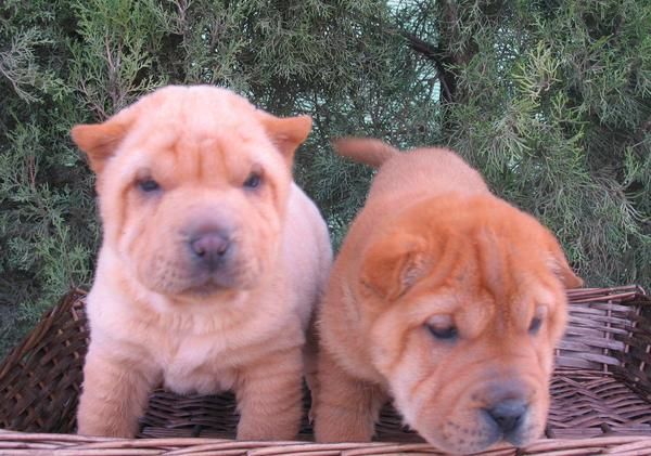 SHAR PEI DE PURA RAZA 350