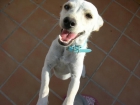 SOS perrito busca hogar - mejor precio | unprecio.es