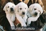 ULTIMA CACHORRA CLARITA GOLDEN RETRIEVER CON PEDIGREE