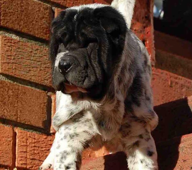 última cachorrita shar pei negra floreada