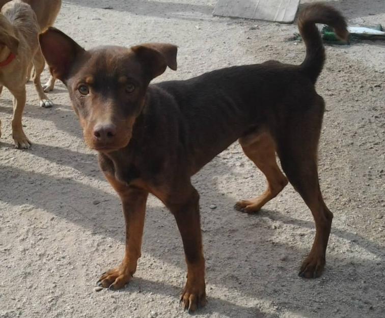 Chicho mestizo en adopción