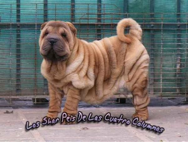 arrugadisimos shar peis cachorros multicampeones genetica azul