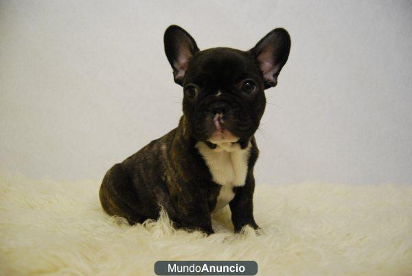 bulldog franceses con 2 meses calidad y seriedad en nuestras camadas