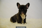 bulldog franceses con 2 meses calidad y seriedad en nuestras camadas - mejor precio | unprecio.es