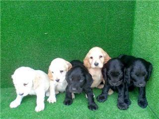 Cachorros Cocker Spaniel Inglés