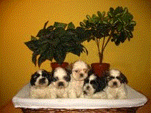 Cachorros Shih Tzu 290 euros