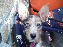 Fiona, cruce de Chihuahua y Yorky en adopción.