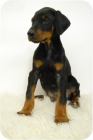 Increible camada de Doberman__cachorrines de 2meses [hembras y machos disponibles]/CALIDAD/ - mejor precio | unprecio.es