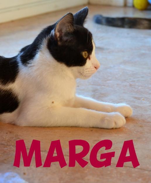 Marga gata jovencita bicolor en adopción