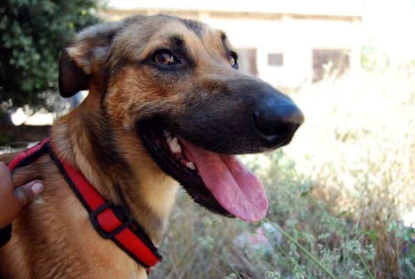 PELUCHE en adopción