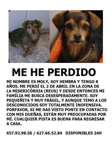 perrita perdida