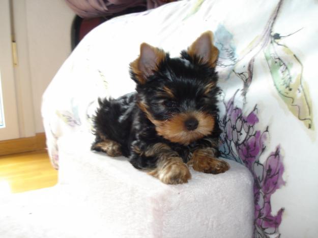 Se venden preciosos Yorkshire Terrier puros pequeño tamaño.