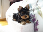 Se venden preciosos Yorkshire Terrier puros pequeño tamaño. - mejor precio | unprecio.es