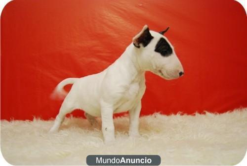 Bullterrier Blancos Con Parches Nueva Camada