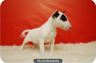 Bullterrier Blancos Con Parches Nueva Camada - mejor precio | unprecio.es