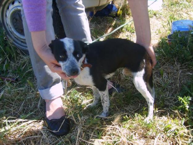 cachorrita mini  en adopcion sevilla