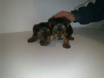 cachorritos de yorkshire 290 euros