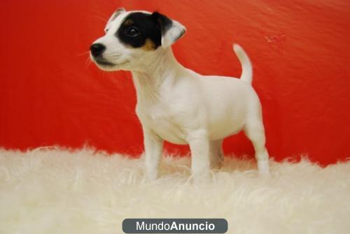 Divertidisimos Jack russell en barcelona, ven a verlos