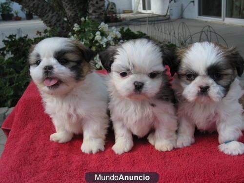 perros cahorros de raza shih-tzu