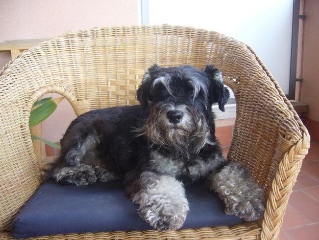 SCHNAUZER MINIATURA NEGRO PLATA