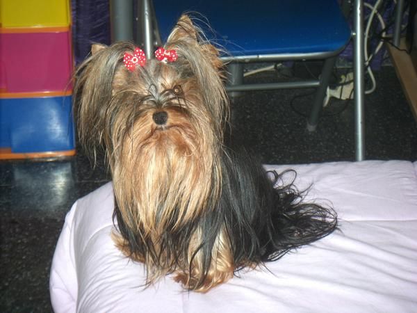 yorkshire terrier camada