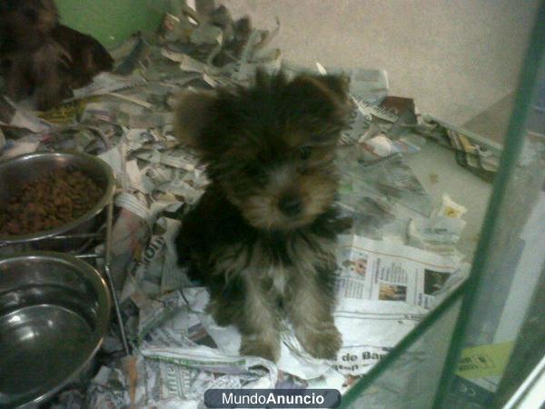 yorkshire terrier de 2,5 meses (profesionel criadero)