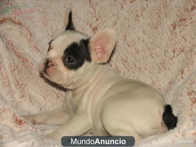 CACHORRITA BULLDOG FRANCÉS