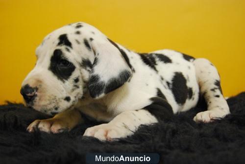 Cachorritos de dogo aleman, o gran danes VEALOS EN WWW.DOOGS.ES