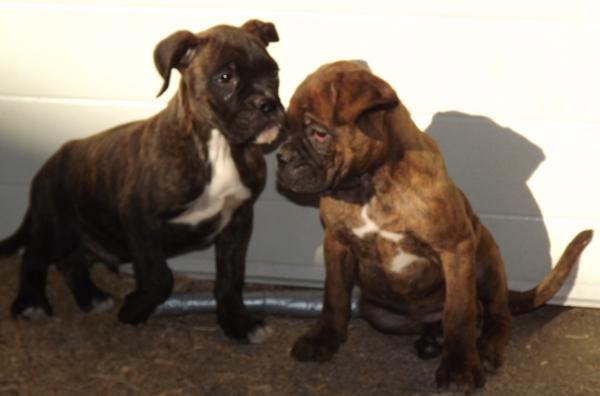 cachorros boxer