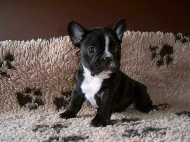 Cachorros bulldog francés.