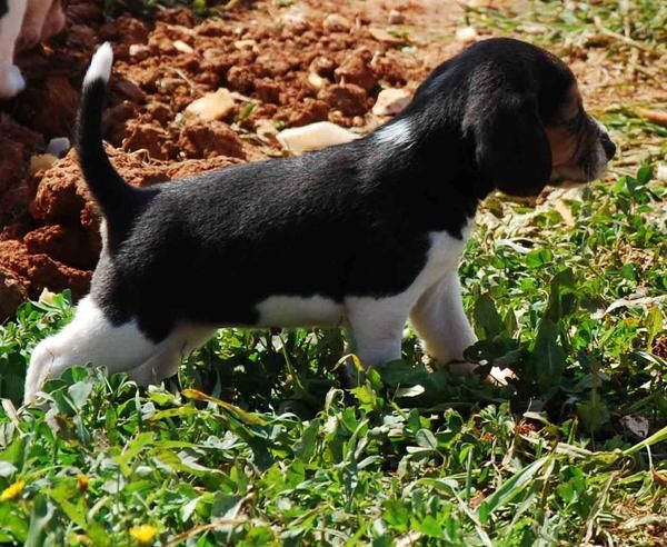 Cachorros de beagle 317 euros.