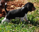 Cachorros de beagle 317 euros. - mejor precio | unprecio.es