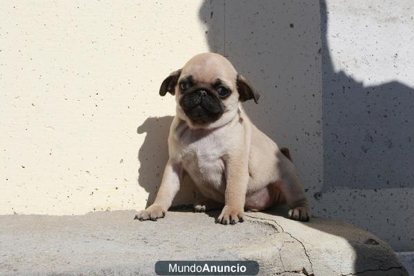 Cachorros de carlinos de gran calidad