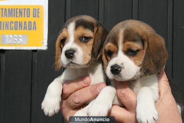 Camadita de beagle de calidad