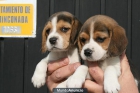 Camadita de beagle de calidad - mejor precio | unprecio.es