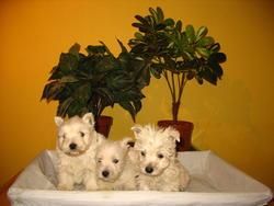 LINDOS CACHORROS DE PURA RAZA DE WESTYS 350