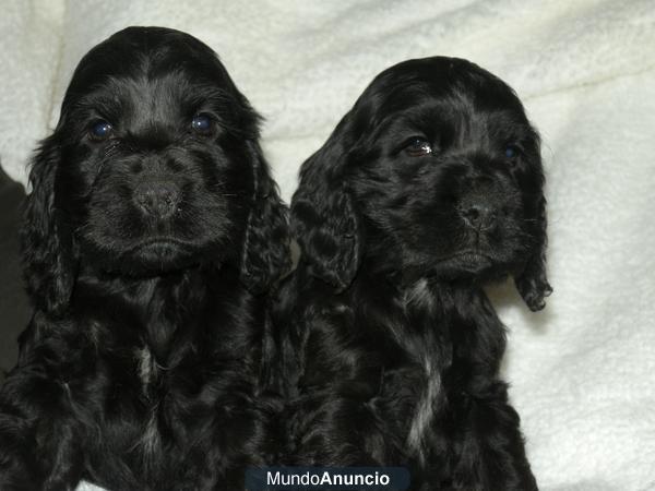 OFERTA! CACHORROS DE COCKER SPANIEL