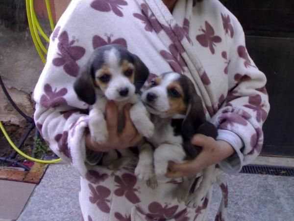 preciosos cachorros de BEAGLE CON PEDIGREE 350 EUROS