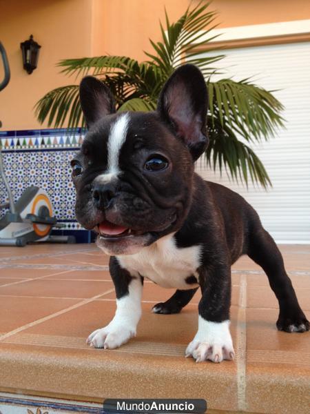 Cachorros Bulldog Frances